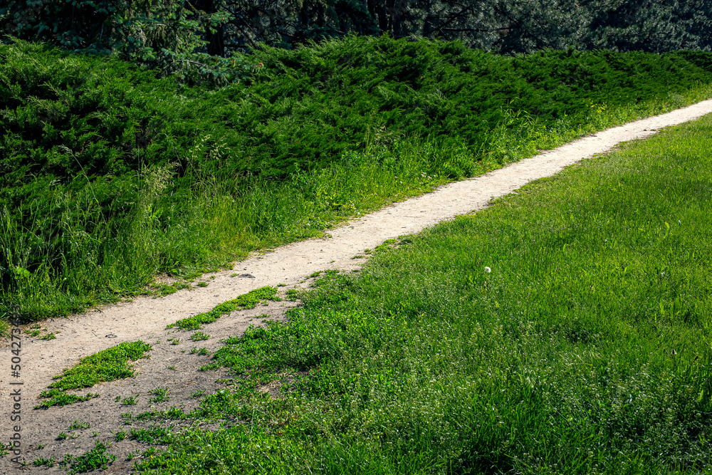 Fototapeta premium dirt road in the forest near a green meadow with grass and evergreen thuja bushes in an eco friendly forest on a sunny summer day. Hiking place, nobody.