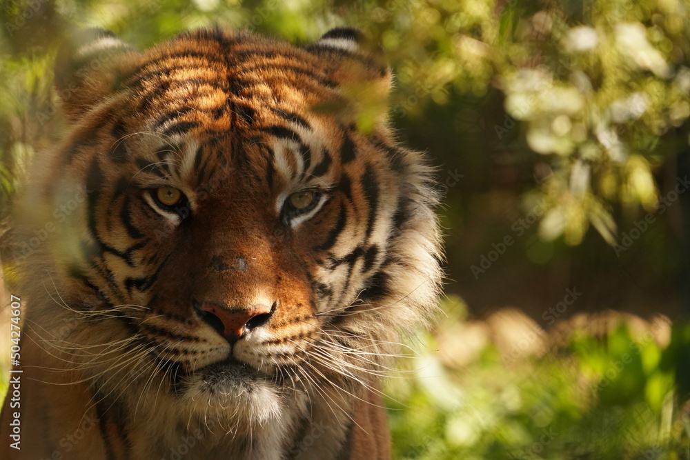 Fototapeta premium TIGRE