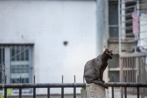 Slika na platnu Stray black cat, sitting at the top of a wall, looking in the horizon, in the balkans, a place where many pets, especially cats, are stray