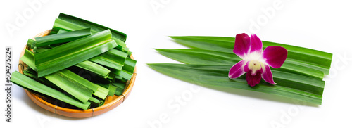 Fresh green pandan leaves on white photo