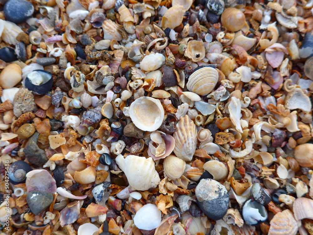 Seashells and broken pieces of shells layered thick on top of each other