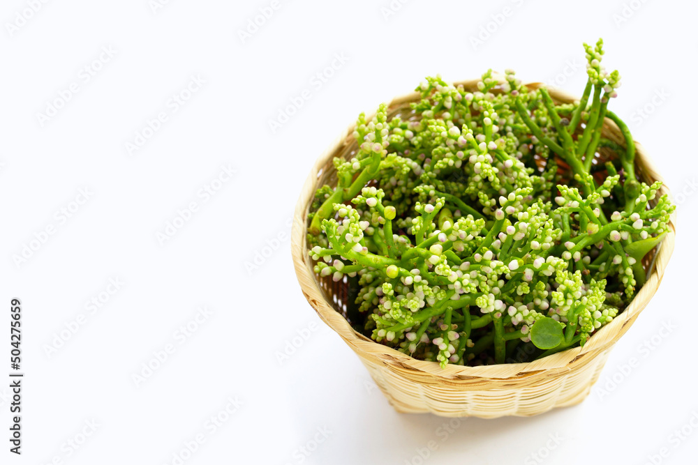 Fototapeta premium Ceylon Spinach flower on white background.