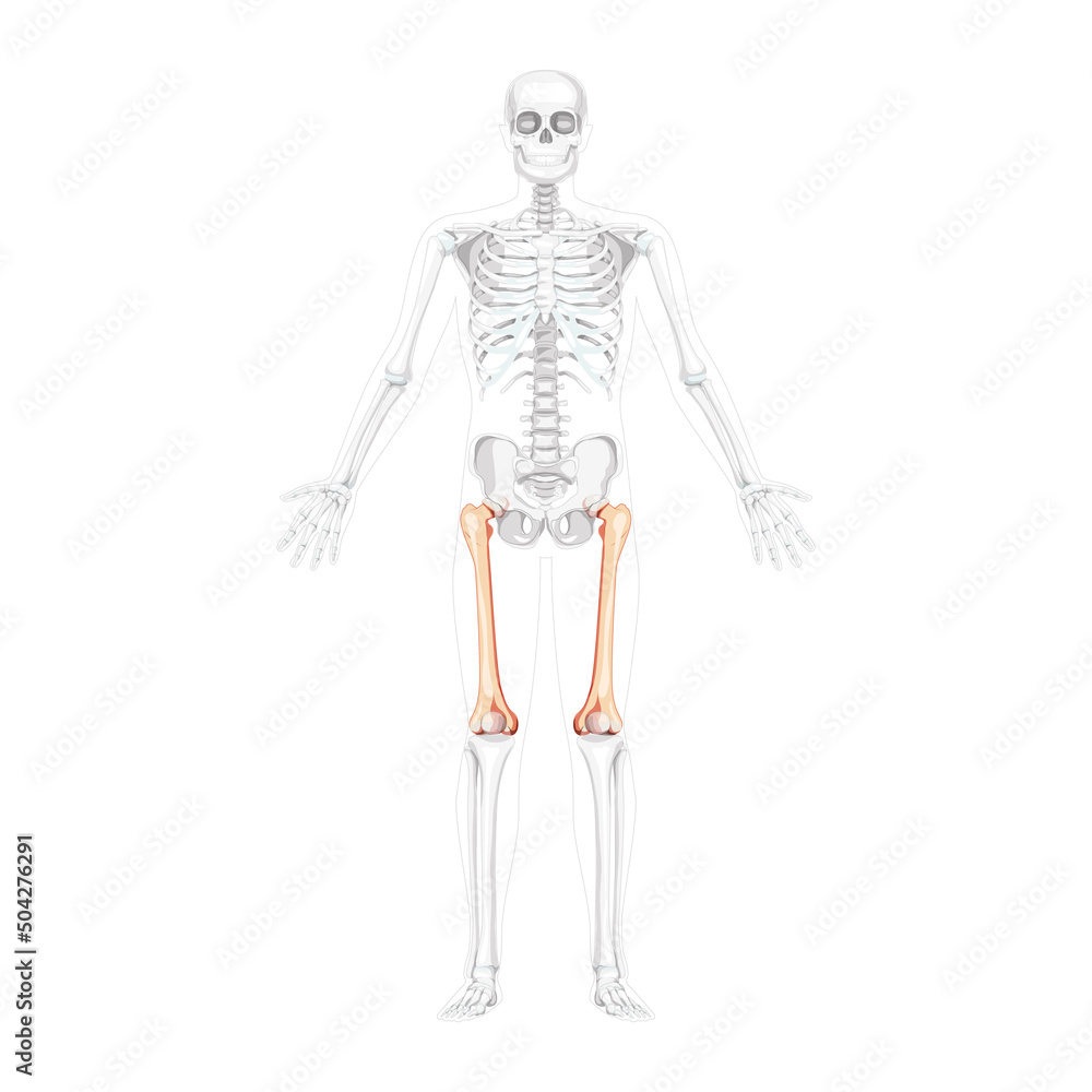 Skeleton femur thigh bone Human front view with two arm poses with partly transparent bones position. Realistic flat natural color concept Vector illustration of anatomy isolated on white background