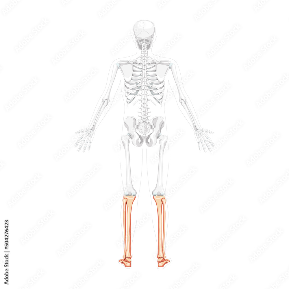 Skeleton leg tibia, fibula, Foot Human back view with two arm open poses with partly transparent bones position. Anatomically correct realistic flat Vector illustration isolated on white background