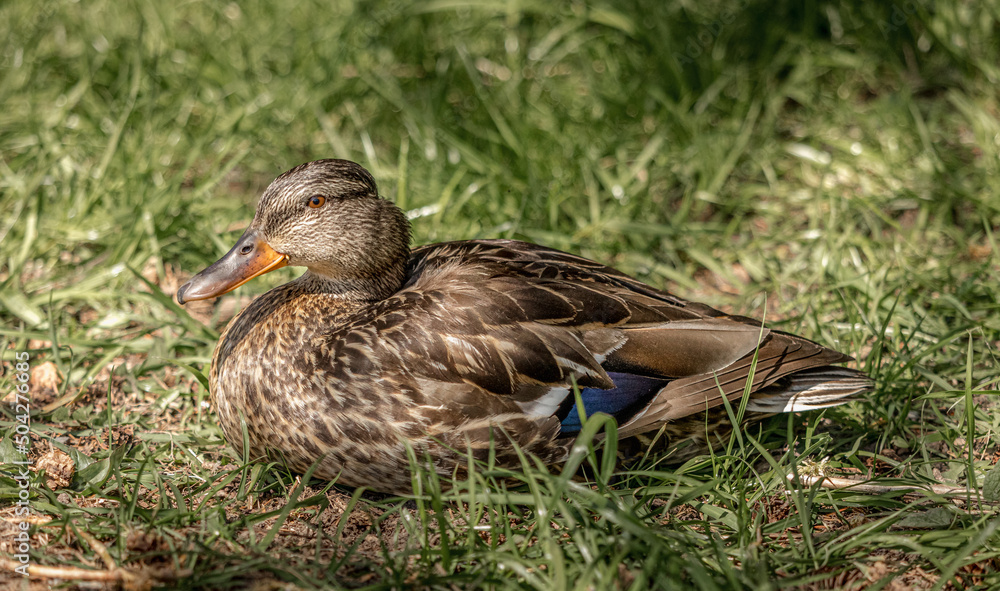 Mallard (female) enjoying the warm sunshine Mallard (female) enjoying the warm sunshine