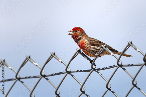 Male CassinÕs Finch (Haemorhous cassinii) sitting on wire fence.
