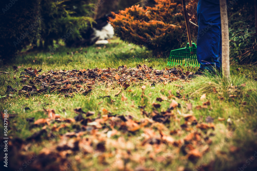 Raking leaves. The man is raking leaves with a rake. The concept of preparing the garden for winter, spring. Taking care of the garden. Raking leaves. The man is raking leaves with a rake. The concept of preparing the garden for winter, spring. Taking care of the garden.