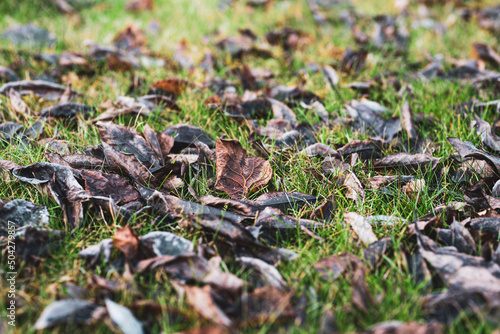 Autumn leaves on the grass. Late autumn time to rake leaves, prepare for winter, spring.