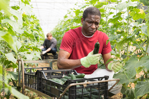Experienced african american farm worker gathering crop of organic cucumbers in hothouse. Spring harvest time photo