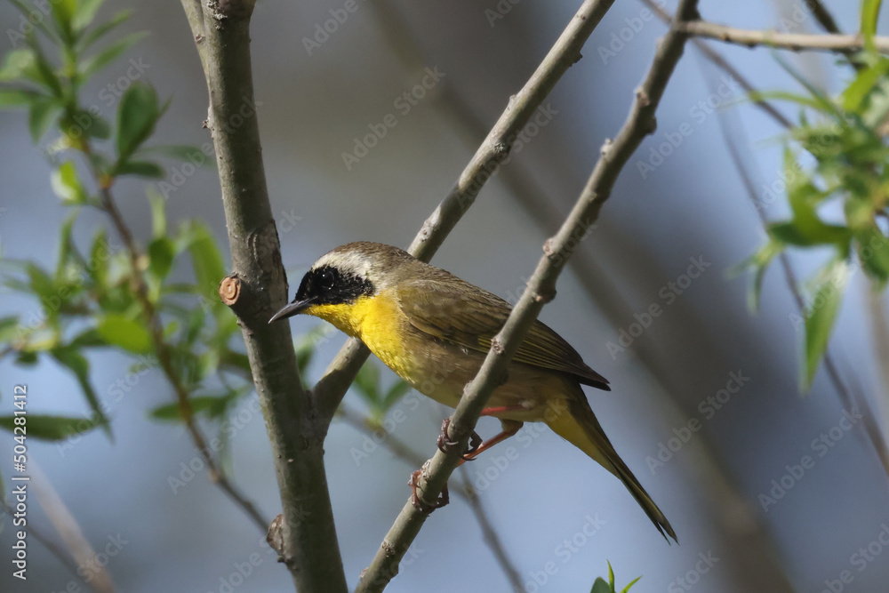 Common Yellowthroat male warbler om a bright sunny day