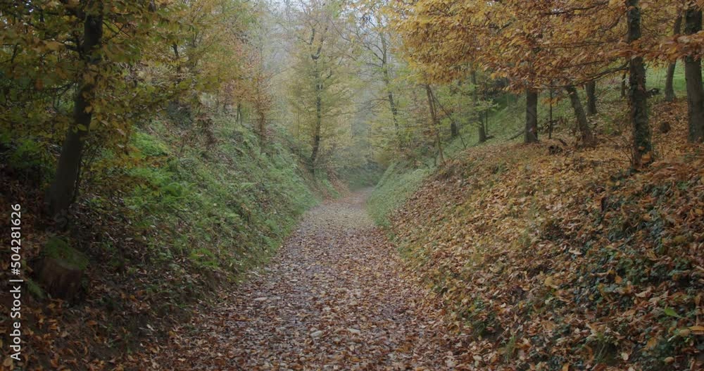 A mysterious road leads to an unknown place during the autumn A mysterious road leads to an unknown place during the autumn