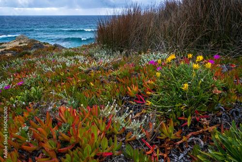Colorful spring flowersa at Porto Covo on Portugal's Alentejo Coast photo