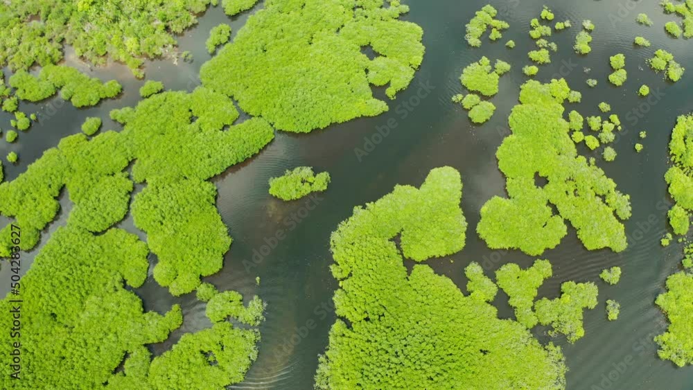 Mangrove trees in the water on a tropical island. An ecosystem in the Philippines, a mangrove forest. Mangrove trees in the water on a tropical island. An ecosystem in the Philippines, a mangrove forest.