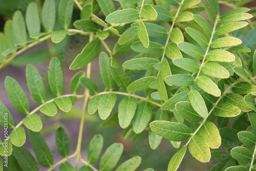 close up of leaves of honey locust tree