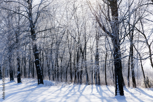 deciduous trees covered with snow in winter