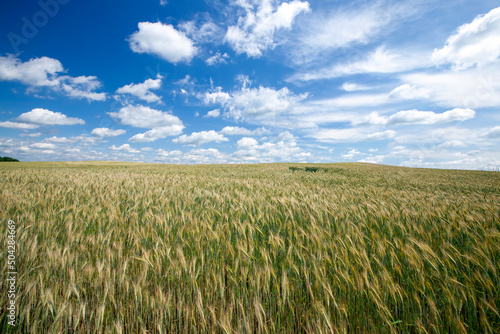 green cereal field with wheat in summer