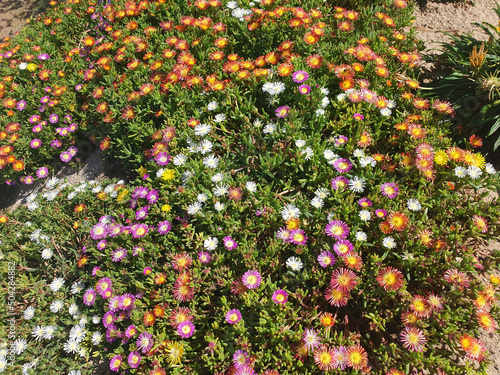 Top view of the multi-colored flowers of delosperma cooperi. photo