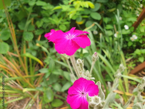 Pink flowers of silene coronaria or agrostemma githago blooming in the garden. photo