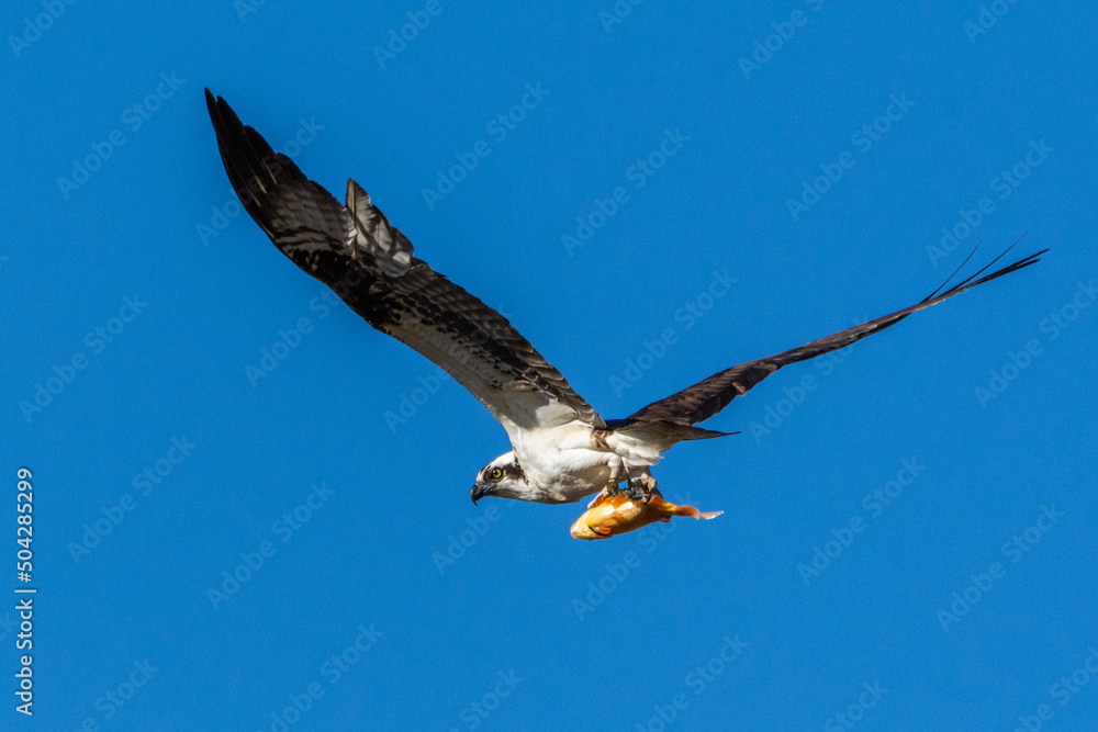 An osprey, Pandion haliaetus, carries a fish in its talons as it flies above a wetland in Culver, Indiana An osprey, Pandion haliaetus, carries a fish in its talons as it flies above a wetland in Culver, Indiana