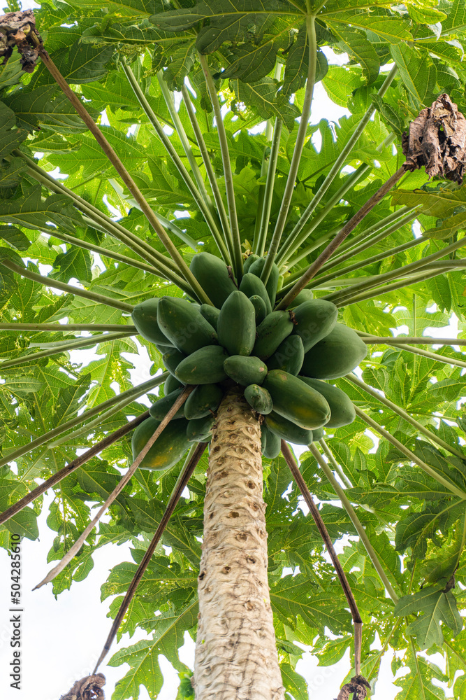 The papaya, papaw, or pawpaw is the plant Carica papaya, one of the 22 accepted species in the genus Carica of the family Caricaceae. The papaya, papaw, or pawpaw is the plant Carica papaya, one of the 22 accepted species in the genus Carica of the family Caricaceae.