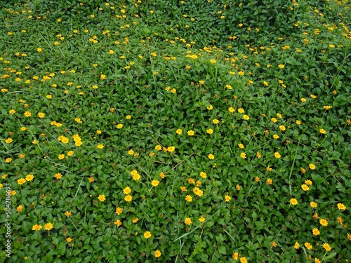 Singapore daisy (Sphagneticola trilobata) or creeping-oxeye plants, yellow flowers, green background