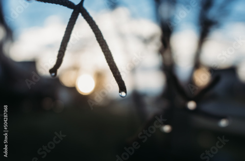Fotografie, Obraz drops of water on a branch
