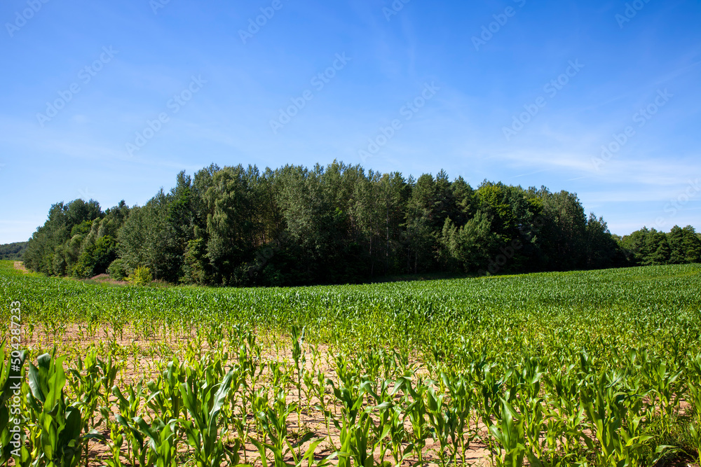green corn field during cultivation