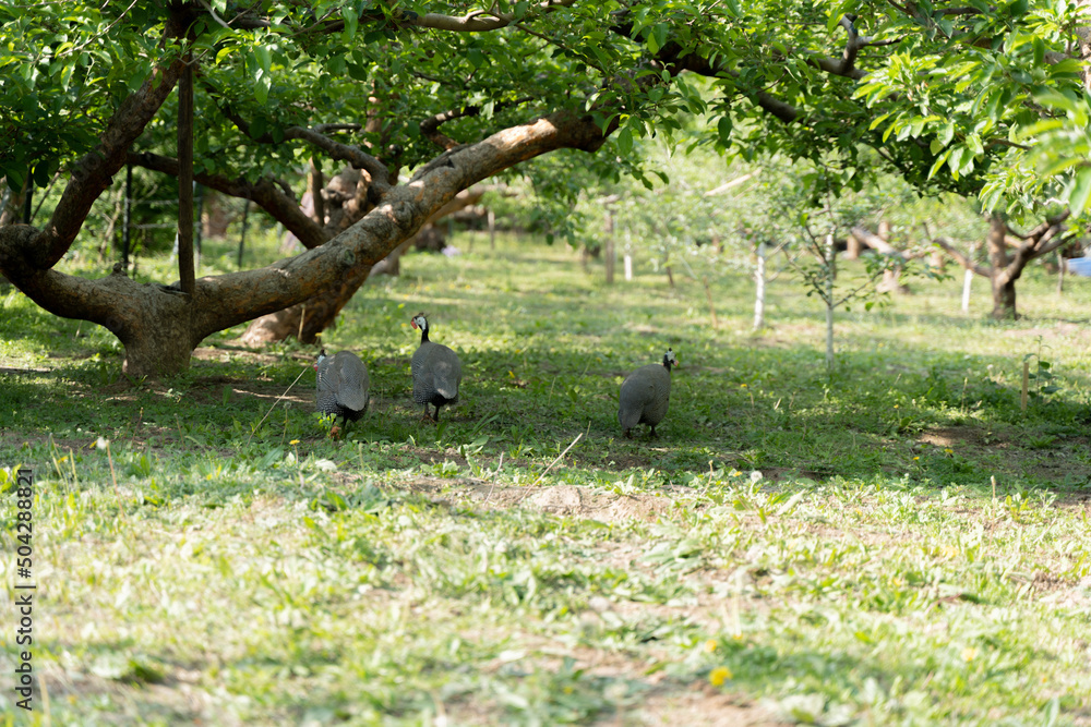 Guinea fowl free-range walking in the yard Guinea fowl free-range walking in the yard