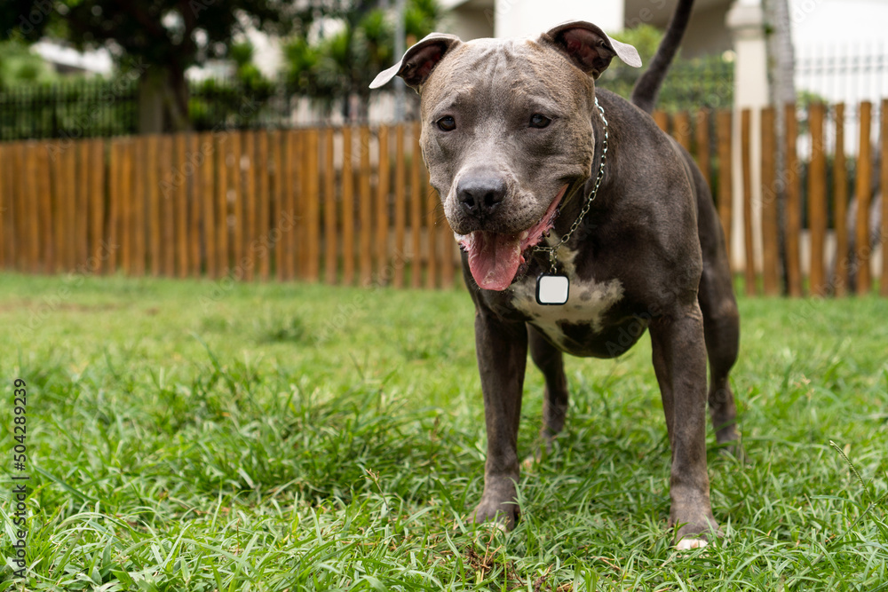 Pit bull dog walking and playing in the park. Green grass and wooden stakes around. Cloudy day. Blue nose pit bull. Selective focus