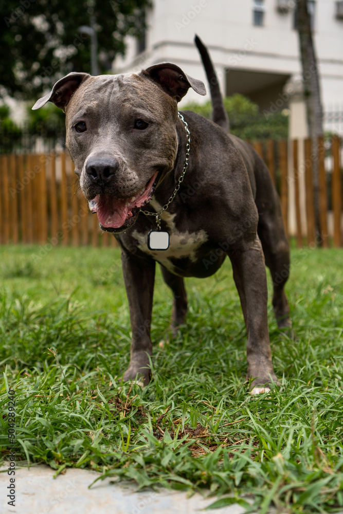Pit bull dog walking and playing in the park. Green grass and wooden stakes around. Cloudy day. Blue nose pit bull. Selective focus