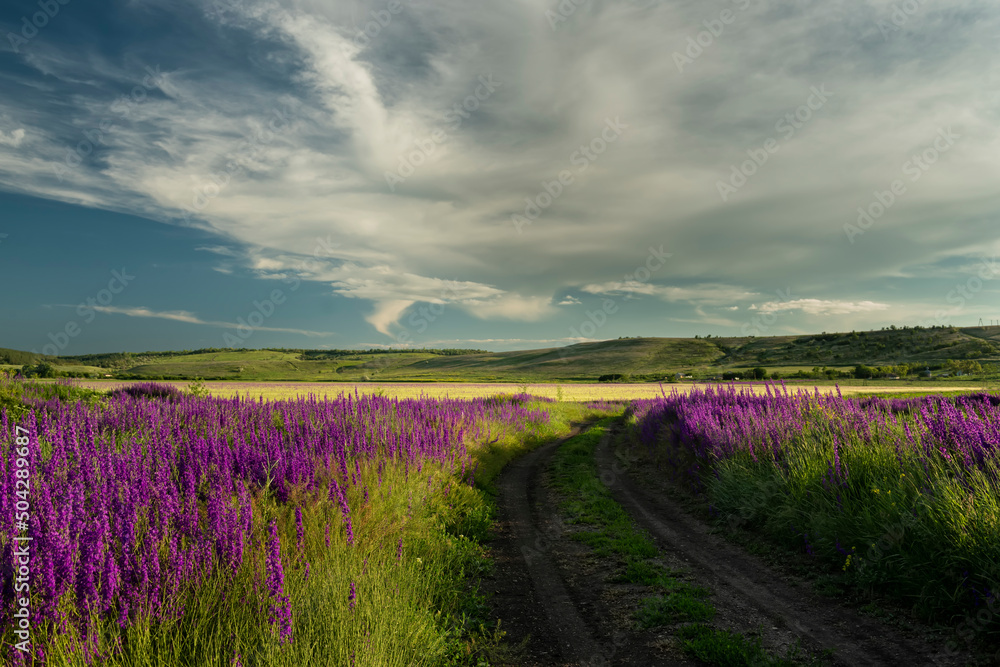 Obraz premium Dirt road and Magnificent flowering of lilac delphinium flowers