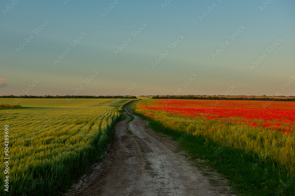 Obraz premium Dirt road among blooming spring, summer fields 
