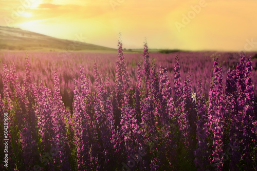 Foto Magnificent flowering of lilac delphinium flowers at sunset