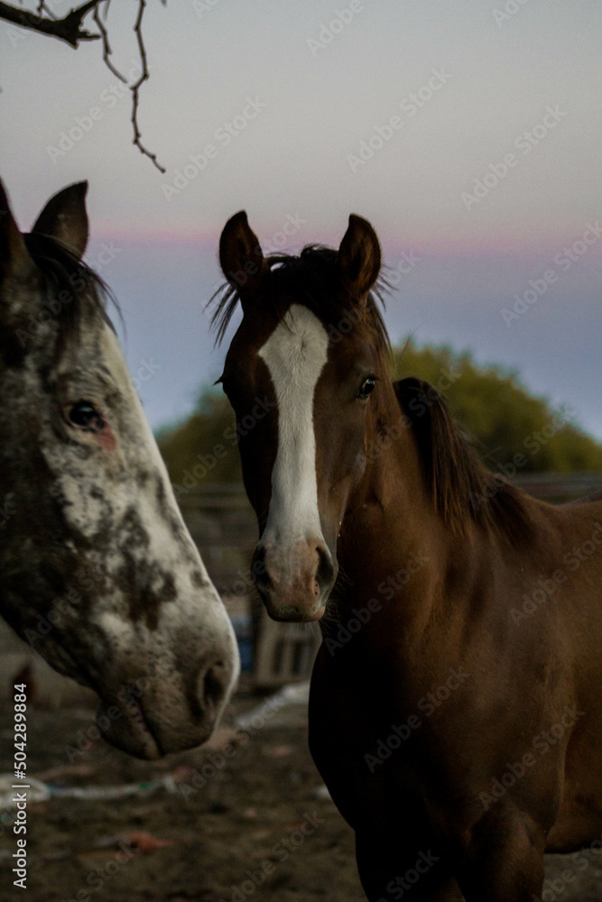 Obraz premium caballos