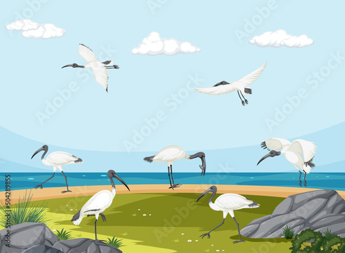 Australian white ibis group in wetland landscape