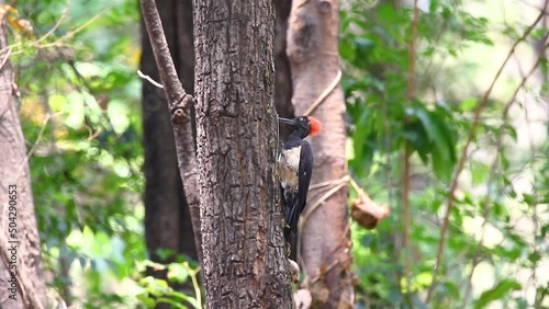 White-bellied Woodpecker (Dryocopus javensis) Perched on a big tree. Bird. Animal