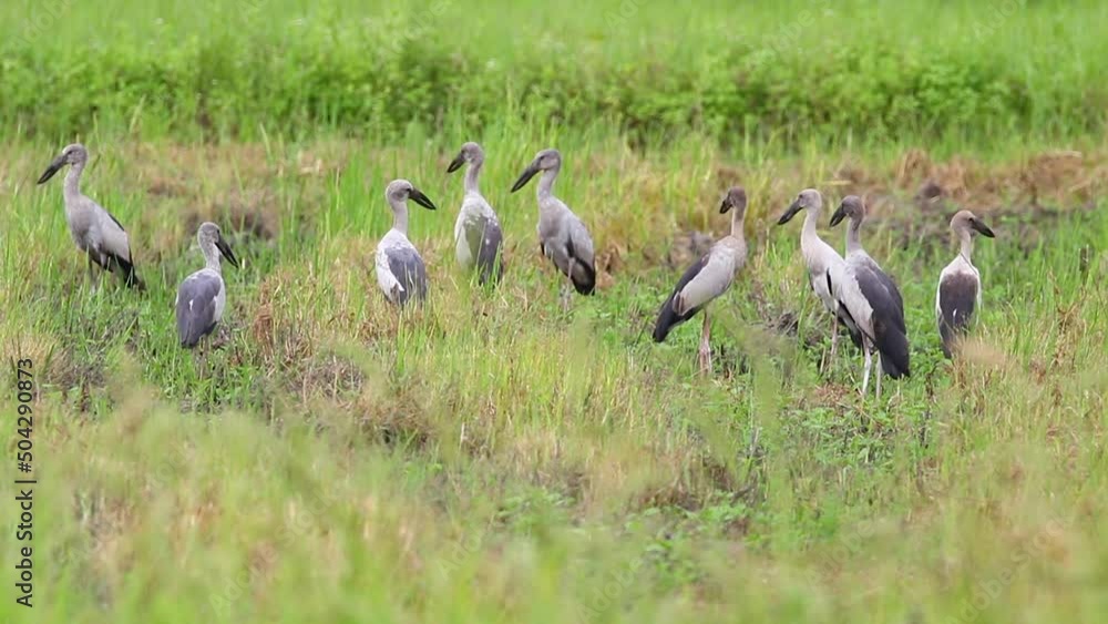 Asian Openbill Stock bird in the middle of a field on a natural background. Bird. Animal. Asian Openbill Stock bird in the middle of a field on a natural background. Bird. Animal.