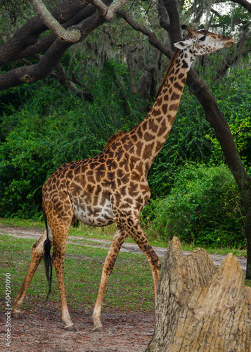 giraffe eating grass