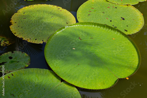 Fototapeta Victoria is a genus of water-lilies, in the plant family Nymphaeaceae, with very large green leaves that lie flat on the water's surface