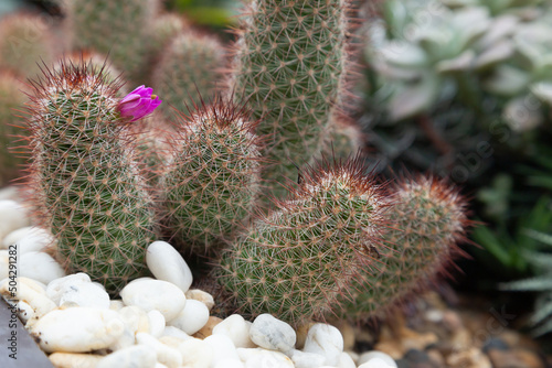 The Mammillaria spinosissima with pink flower. Small cactus landscaping in pots decorated with small stones of different colors. This kind of landscaping can beautify your home and take up less space.