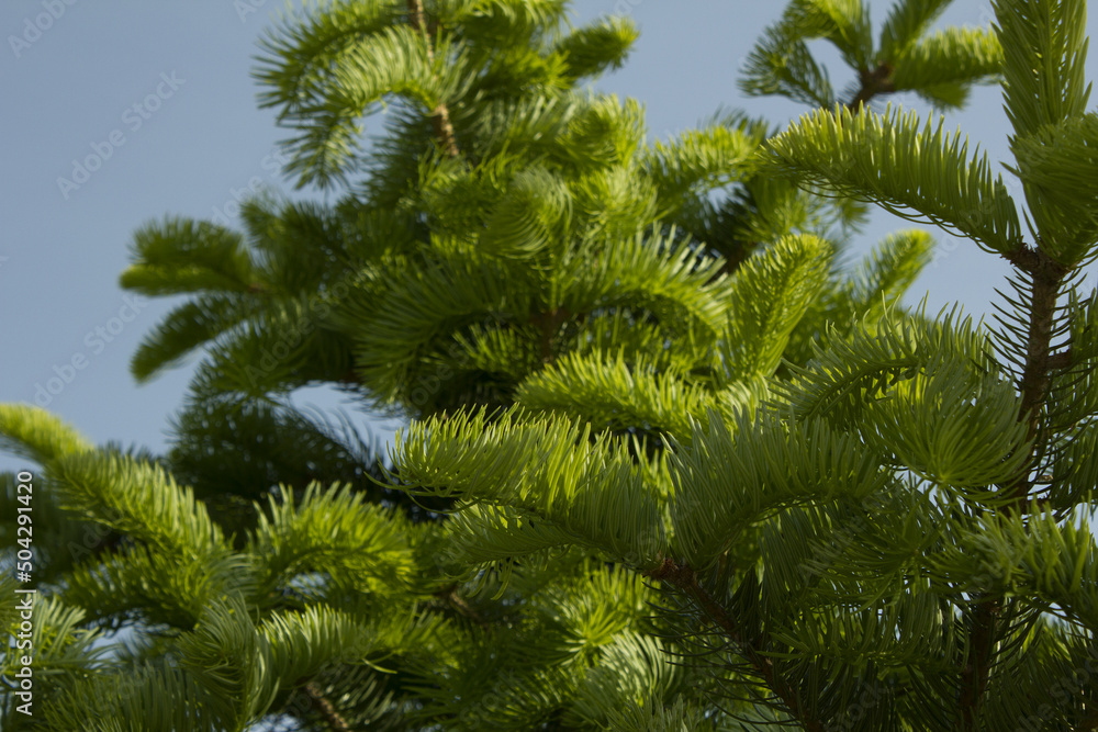 fir tree close up. Green branches of fir tree . fir tree close up. Green branches of fir tree .