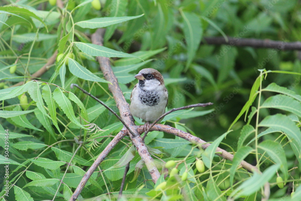 Naklejka premium Little cute house sparrow on the branch of green neem tree branch