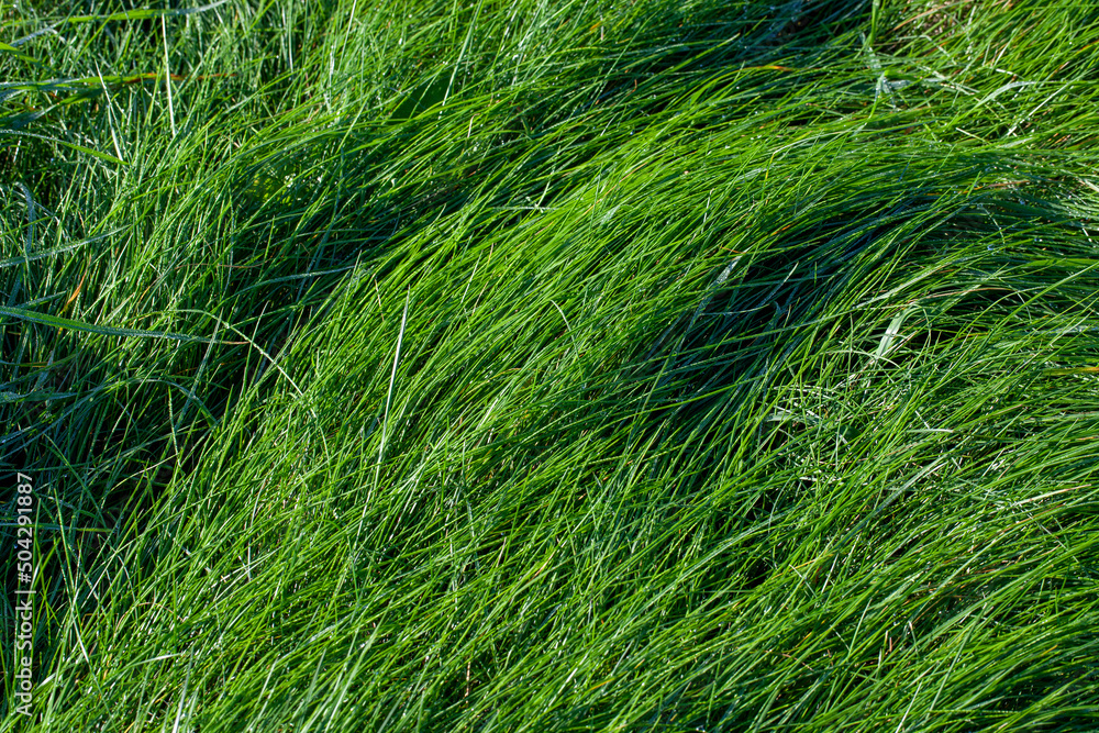 green grass covered with drops of water after rain green grass covered with drops of water after rain