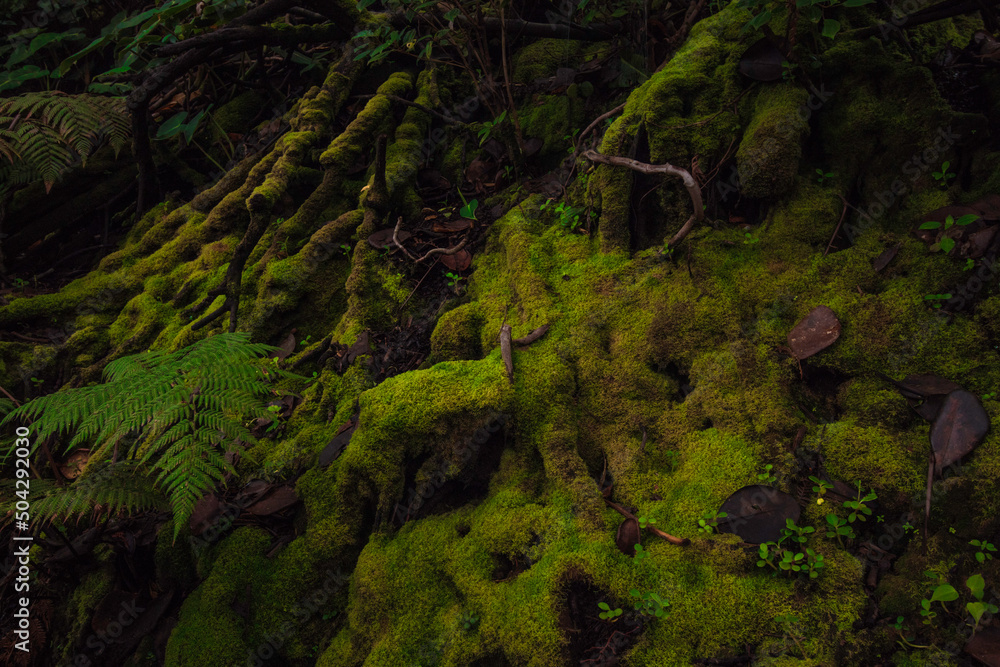 green moss at the base of a tree in the tropical cloud forest in winter time in the green mountains of Costa Rica green moss at the base of a tree in the tropical cloud forest in winter time in the green mountains of Costa Rica