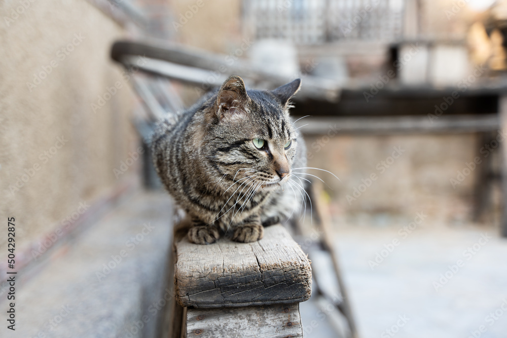 Obraz premium cat resting in the yard