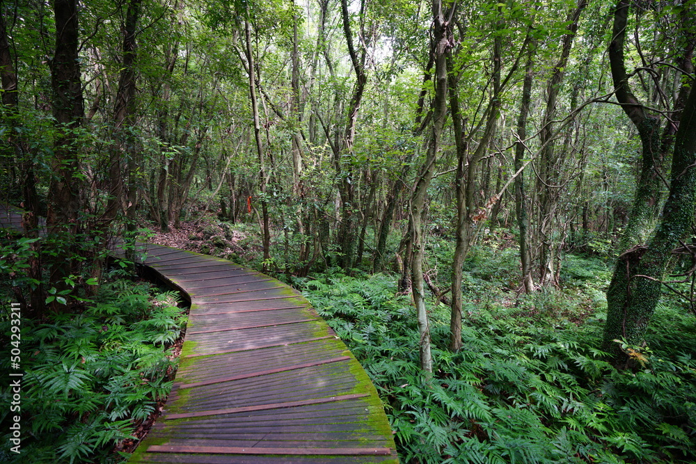 Fototapeta premium fine boardwalk in the gleaming sunlight