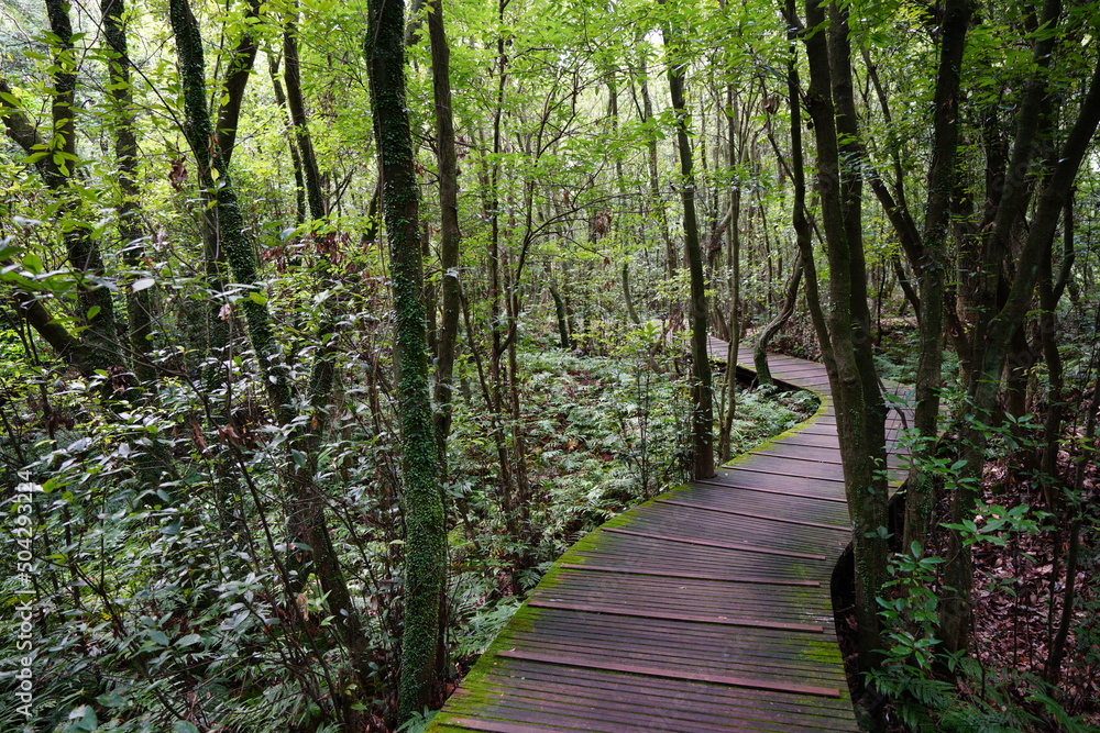 mossy trees and boardwalk in summer forest mossy trees and boardwalk in summer forest