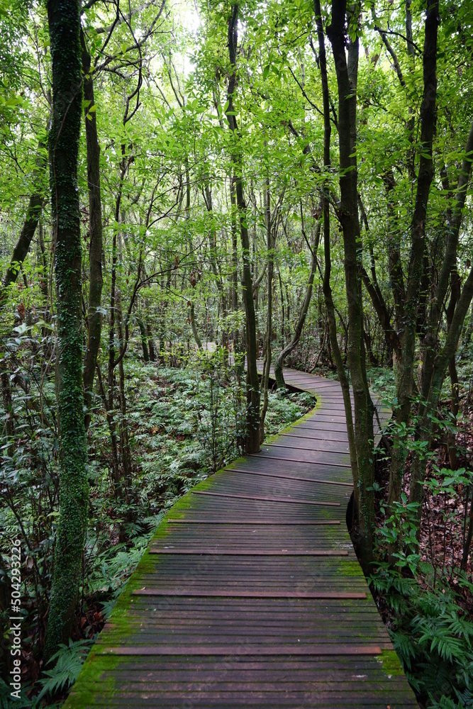 Obraz premium mossy trees and boardwalk in summer forest