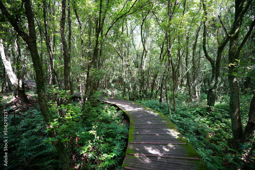 Obraz premium fine boardwalk in the gleaming sunlight
