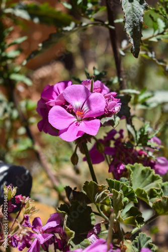 flowers on a tree